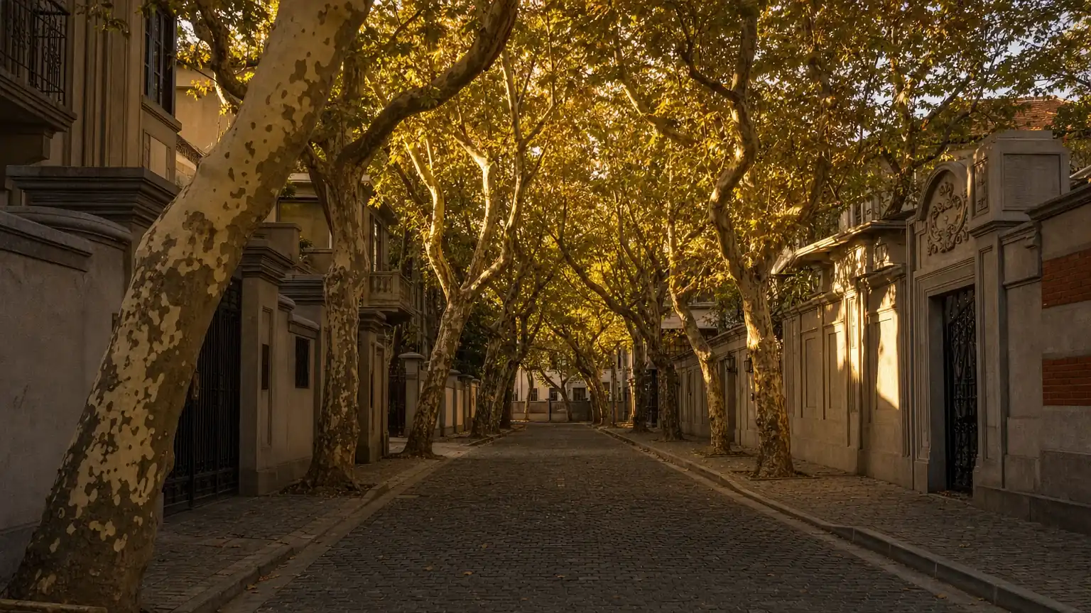 A plane-tree-lined lane in the former French Concession at golden hour